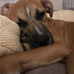 Meet your Posher, Blake